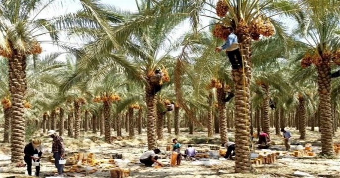 پیش بینی میزان برداشت محصولات نخیلات شهرستان دشتستان 