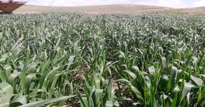 بازدید از طرح پایلوت تغذیه گندم در استان آذربایجان غربی