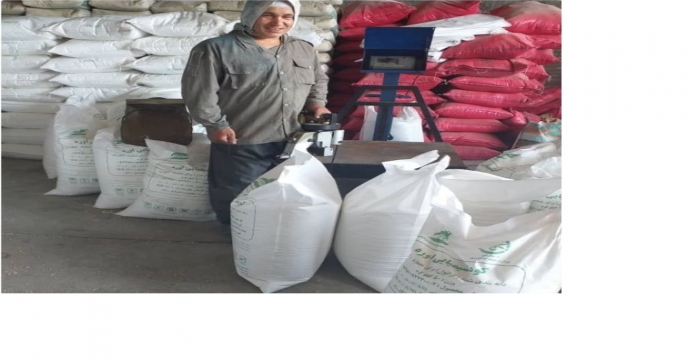 نظارت بر نحوه کیسه گیری کودهای شیمیایی فله در شهرستان میاندوآب