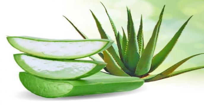aloe