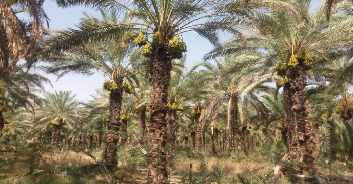بازدید از عملیات خوشه آرایی نخیلات نهالستان لاور شرقی خورموج