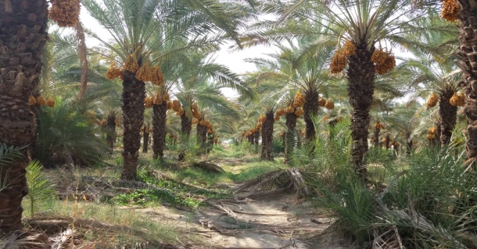 بازدید از نخیلات نهالستان لاور شرقی - خورموج 