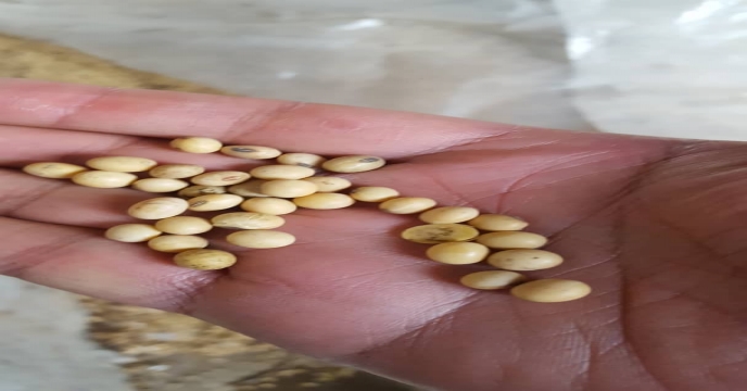 بازدید مدیر فنی و بهبود کیفیت بذر ونهال از بذرو سویای مرغوب خریداری شده مغان
