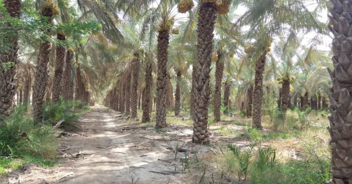 بازدید از پایان عملیات خوشه آرایی نخیلات نهالستان لاور شرقی خورموج