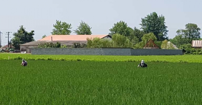 مزرعه