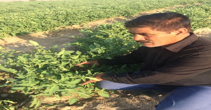 بازدید از مزارع گوجه فرنگی