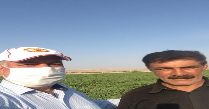 بازدید از مزارع گوجه فرنگی