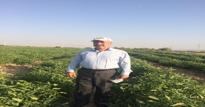 بازدید از مزارع گوجه فرنگی