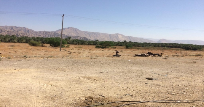 بازدید از باغ نخیلات واقع در نهالستان لاور شرقی شهرستان دشتی