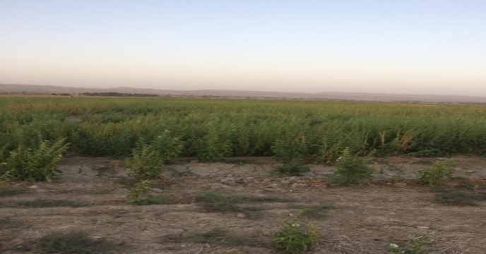 شروع برداشت کنجد در استان بوشهر