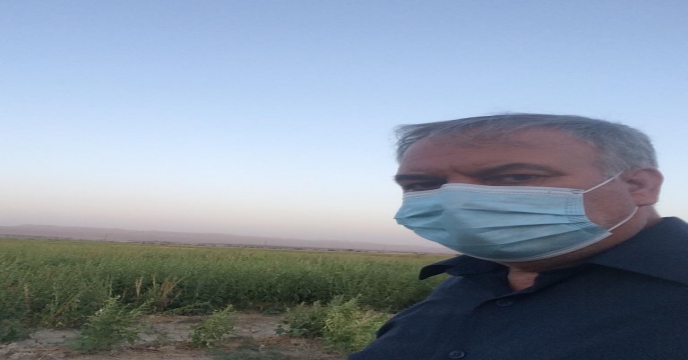 شروع برداشت کنجد در استان بوشهر