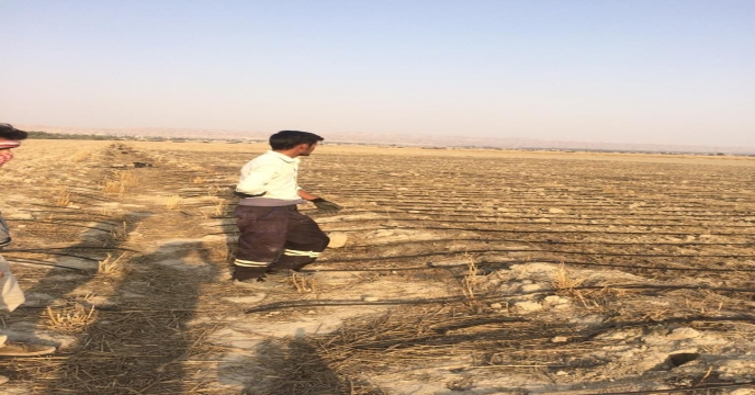 آغاز کشت گیاه دارویی سیاه دانه در دشت بوشکان واقع در شهرستان دشتستان