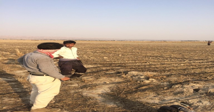 آغاز کشت گیاه دارویی سیاه دانه در دشت بوشکان واقع در شهرستان دشتستان