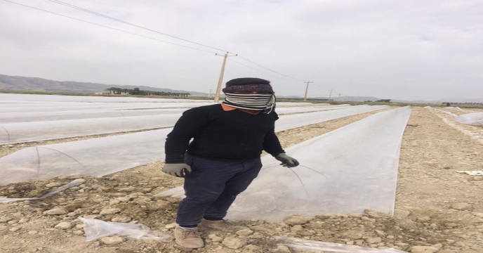 کشت صیفی در شهرستان دشتستان