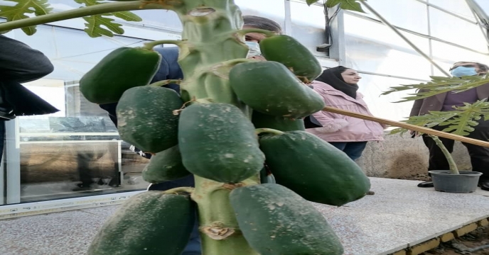 بهره برداری از اولین گلخانه تولید پاپایا توسط استاندار البرز
