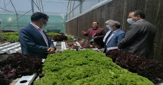 بازدید علمی مدیران جهادکشاورزی استان البرز از مزارع تولید بذرعلمی 
