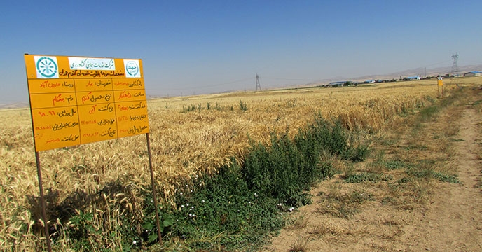 طرح پایلوت تغذیه گیاهی گندم در استان همدان