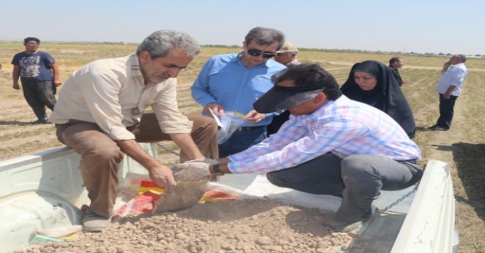 نمونه برداری خاک و آب از مزرعه کلزا طرح الگویی تغذیه گیاهی