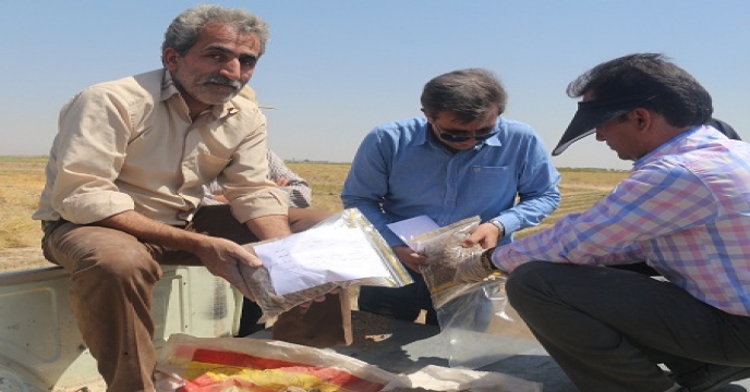 نمونه برداری خاک و آب از مزرعه کلزا طرح الگویی تغذیه گیاهی