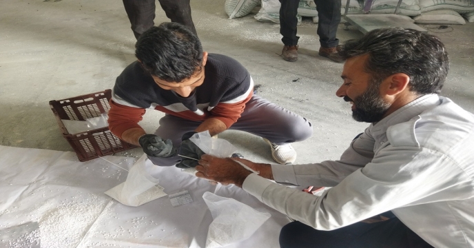 نمونه برداری از کود سلفات پتاسیم گرانوله در انبار شرکت خدمات حمایتی کشاورزی خراسان جنوبی