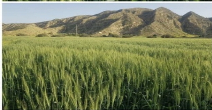 بازدید میدانی مدیر شرکت خدمات حمایتی کشاورزی استان بوشهر از مزارع گندم شهرستان دشتستان