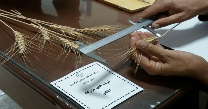 محاسبه و اندازه گیری تعداد دانه در خوشه گندم در مزرعه طرح پایلوت تغذیه گیاهی – استان مرکزی