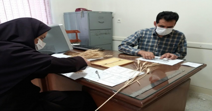محاسبه و اندازه گیری تعداد دانه در خوشه گندم در مزرعه طرح پایلوت تغذیه گیاهی – استان مرکزی