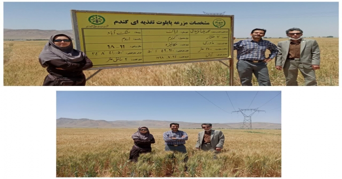 محاسبه و اندازه گیری تعداد دانه در خوشه گندم در مزرعه طرح پایلوت تغذیه گیاهی – استان مرکزی