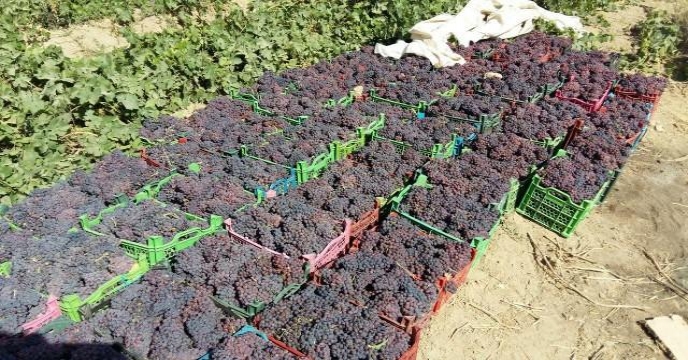 اشت انگور از باغات شهرستان خنداب – استان مرکزی مهر ماه 1399