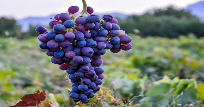برگزاری نهمین جشنواره انگور در روستای هزاوه زادگاه امیرکبیر فراهانی حومه شهر اراک،استان مرکزی