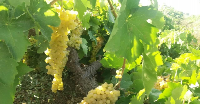 برگزاری نهمین جشنواره انگور در روستای هزاوه زادگاه امیرکبیر فراهانی حومه شهر اراک،استان مرکزی