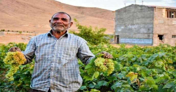 برگزاری نهمین جشنواره انگور در روستای هزاوه زادگاه امیرکبیر فراهانی حومه شهر اراک،استان مرکزی