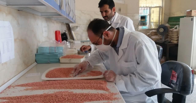 عملیات نمونه برداری از انواع بذور در حال بوجاری ( بذر گندم اروم مادری و گواهی شده )