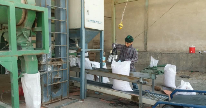 عملیات بوجاری ارقام مختلف بذور گواهی شده و مادری گندم و جو در استان مرکزی در سال 98