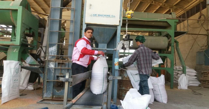 عملیات بوجاری ارقام مختلف بذور گواهی شده و مادری گندم و جو در استان مرکزی در سال 98