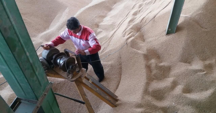 عملیات بوجاری ارقام مختلف بذور گواهی شده و مادری گندم و جو در استان مرکزی در سال 98