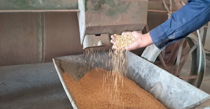 بوجاری بذر گندم