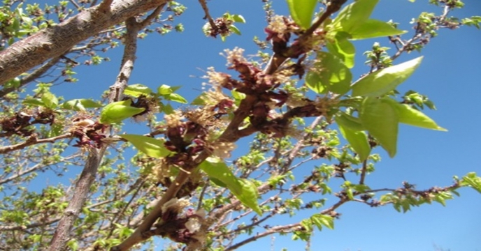 خسارت سرما و تگرگ به 13 محصول باغی استان البرز