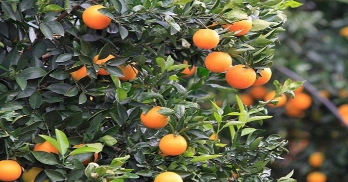 news_tab/bagh-prteghal.jpg