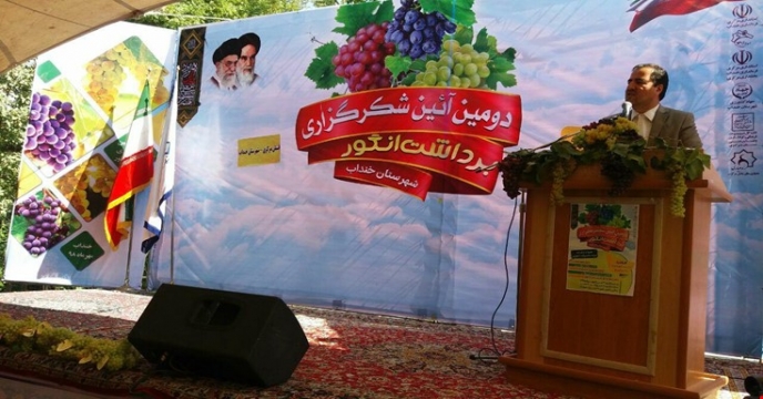 برداشت انگور از باغات شهرستان خنداب و برگزاری دومین آیین مراسم شکرگزاری