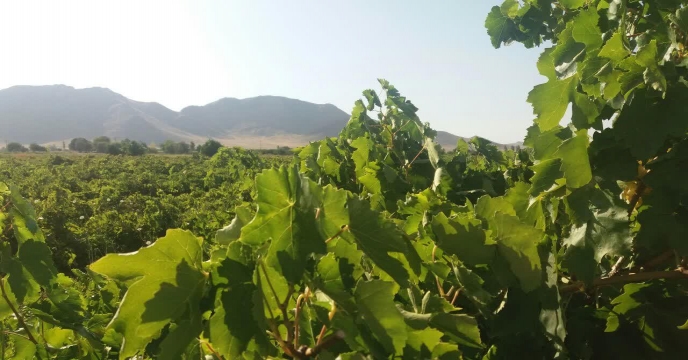 برداشت انگور از باغات شهرستان خنداب و برگزاری دومین آیین مراسم شکرگزاری