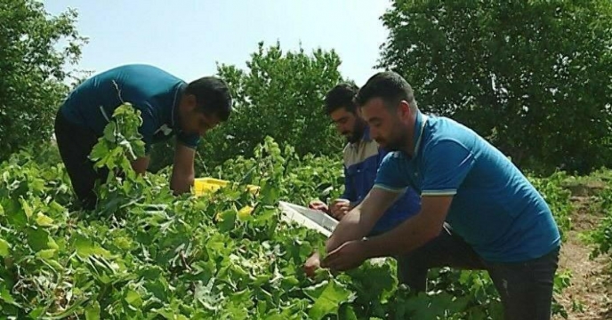 برداشت انگور از باغات شهرستان خنداب و برگزاری دومین آیین مراسم شکرگزاری