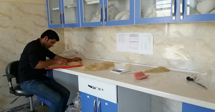 بوجاری بذر جو در سایت بوجاری استان مرکزی
