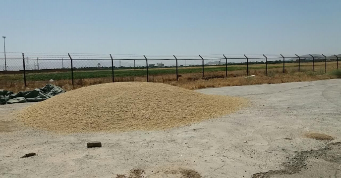بوجاری بذر جو در سایت بوجاری استان مرکزی