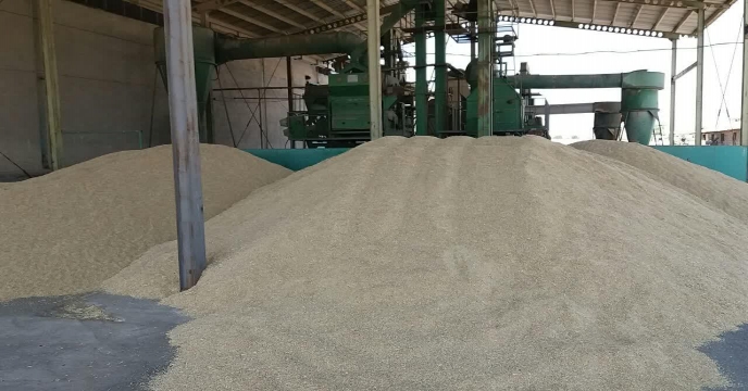 بوجاری بذر جو در سایت بوجاری استان مرکزی