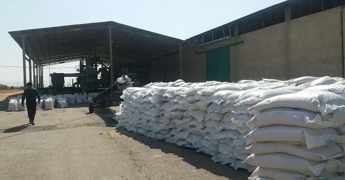 بوجاری بذر جو در سایت بوجاری استان مرکزی