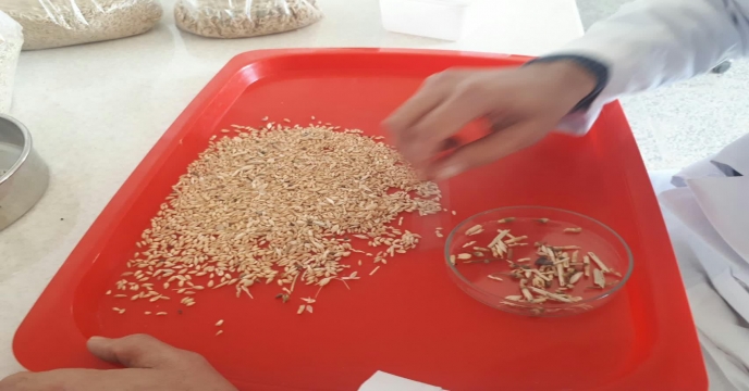 آنالیز ضایعات حاصله از بوجاری سالجاری محصول گندم و جو جهت تعیین نرخ پایه فروش شرکت خدمات حمایتی کشاورزی استان مرکزی دیماه 98