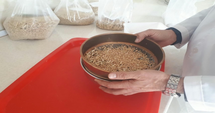 آنالیز ضایعات حاصله از بوجاری سالجاری محصول گندم و جو جهت تعیین نرخ پایه فروش شرکت خدمات حمایتی کشاورزی استان مرکزی دیماه 98