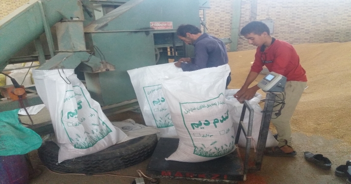 اتمام عملیات بوجاری بذر جوو گندم در استان مرکزی – شهریور ماه 1400