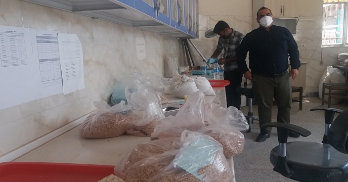 اتمام عملیات بوجاری بذر جوو گندم در استان مرکزی – شهریور ماه 1400
